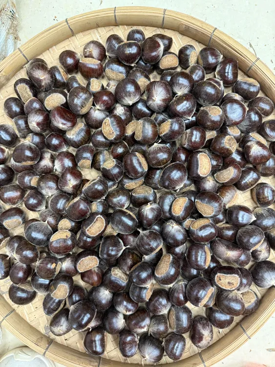 1.（精品果）云浮郁南建城车窖新鲜油栗现开现发-香甜粉糯超级好吃