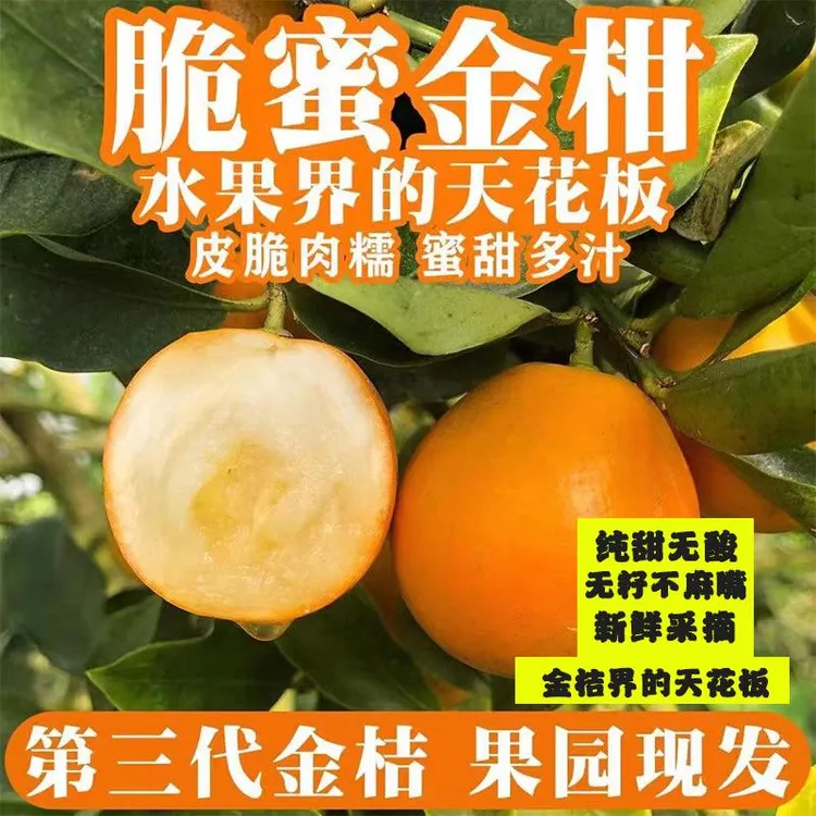 广西融安脆蜜金柑第三代2025当季水果金桔鲜果金橘纯甜脆皮金桔