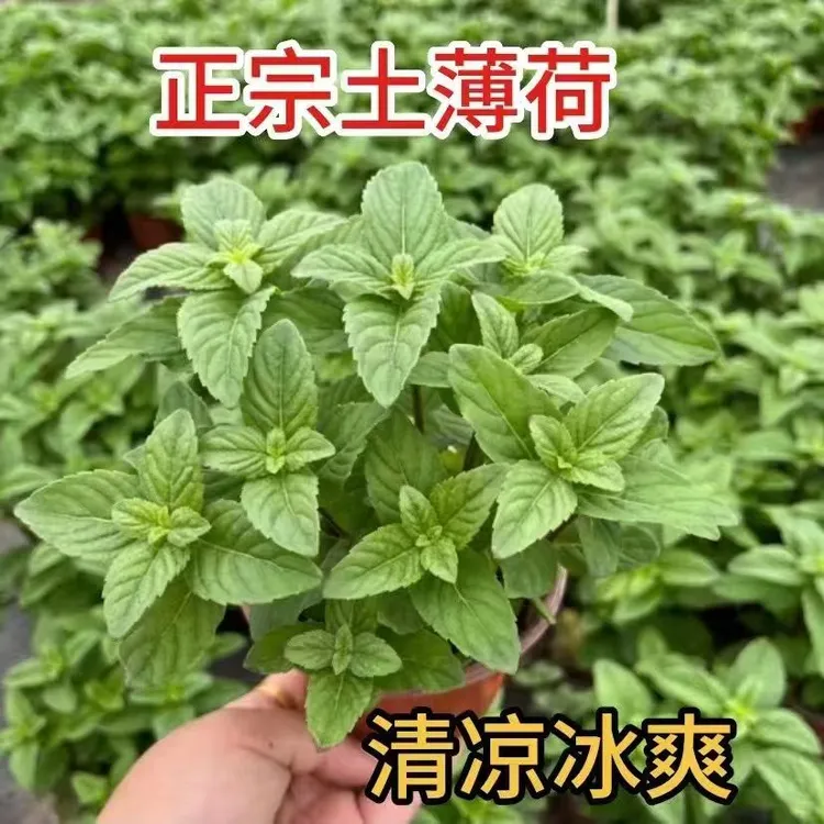 正宗中华土薄荷银丹草桌面绿植泡茶驱蚊室内外阳台盆栽食用薄荷苗