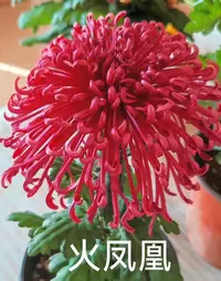 九月菊【火凤凰】菊花大苗稀有品种九月大菊盆栽