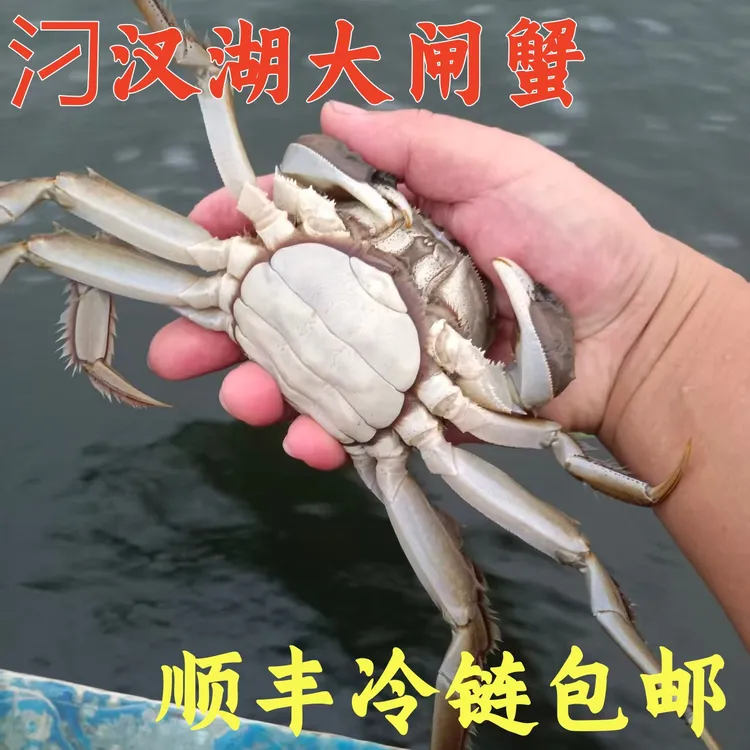 活蟹汈汊湖大闸蟹公3两/母2两10/12/14/16只个个肥美现捕捞速发