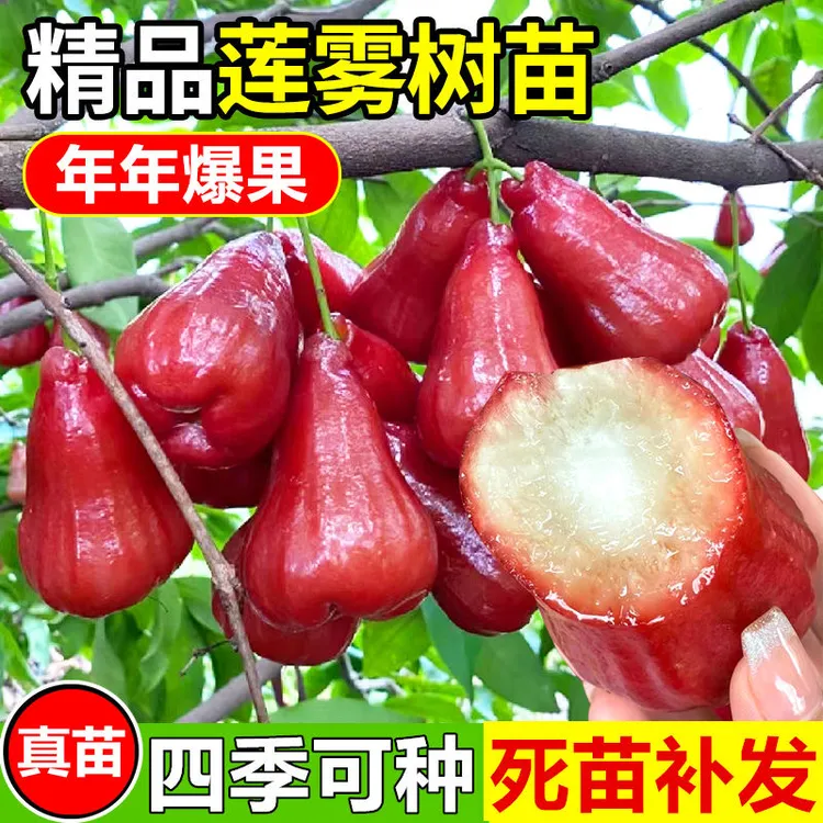 【莲雾果树苗 】庭院植物盆栽地栽阳台庭院四季种植 果树苗