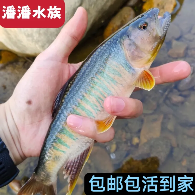 鳑鲏原生桃花鱼马口鱼类高屏六安宽鳍鱲长鳍鱲冷水网红观赏鱼加温
