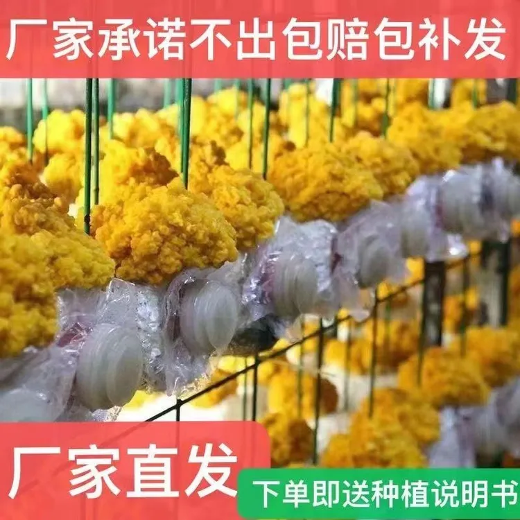 金耳菌种食用菌菌种蘑菇种植包家庭种植蘑菇菌种槐耳金脑花菌种