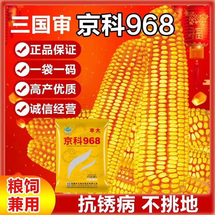 京科968国审高产玉米种产量高优质矮杆大棒抗病虫耐高温抗旱品种