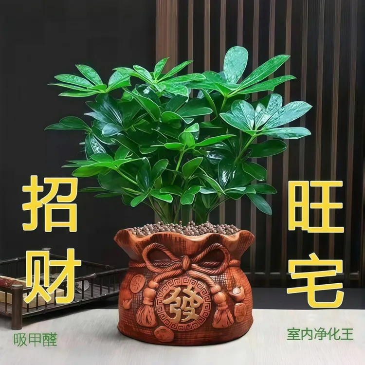 【鸭脚木】绿植大盆栽办公室内懒人好养活八方来财净化空气土培水培
