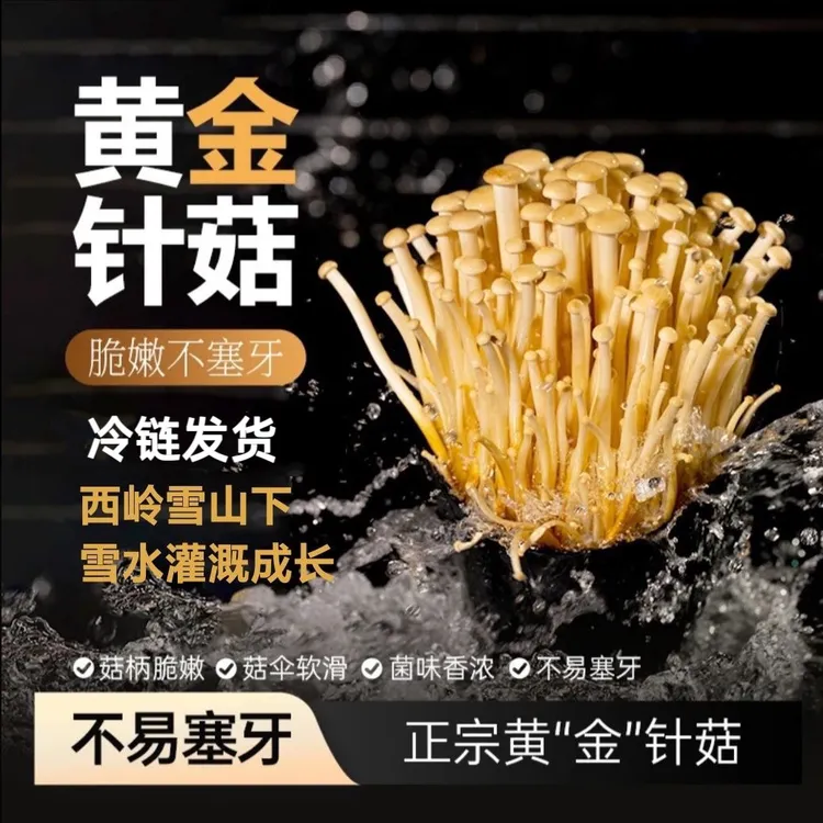【冷链发货】正宗新鲜黄金针菇产地基地直发菌菇火锅