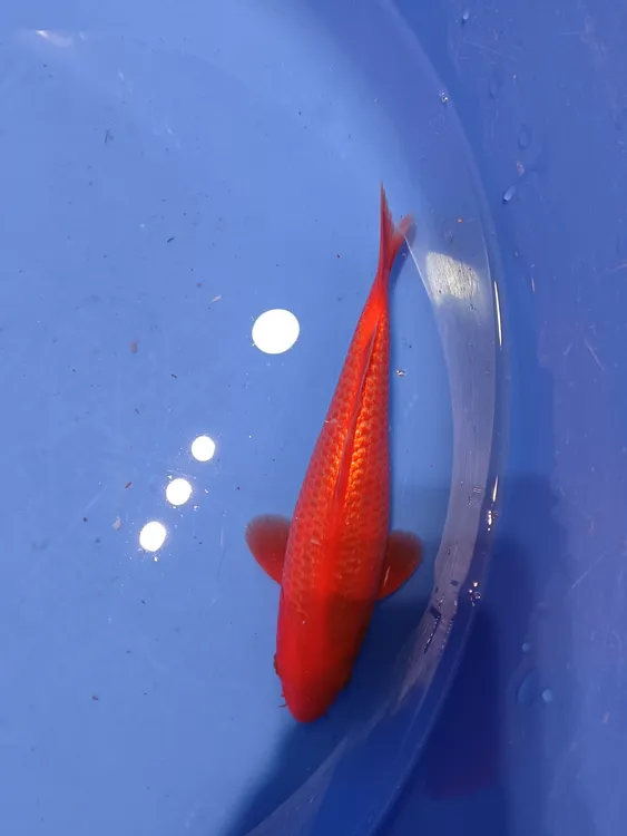 （包邮）锦鲤观赏鱼 精选闪鳞火鲤红锦鲤冷水淡水观赏鱼好养好活