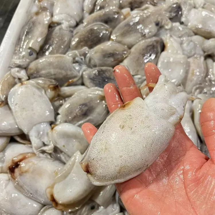 东海野生海捕珍珠墨顺丰包邮