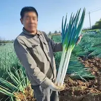 【满五包包邮】章丘大葱种子农家春秋冬季易种优质高产浇水种植
