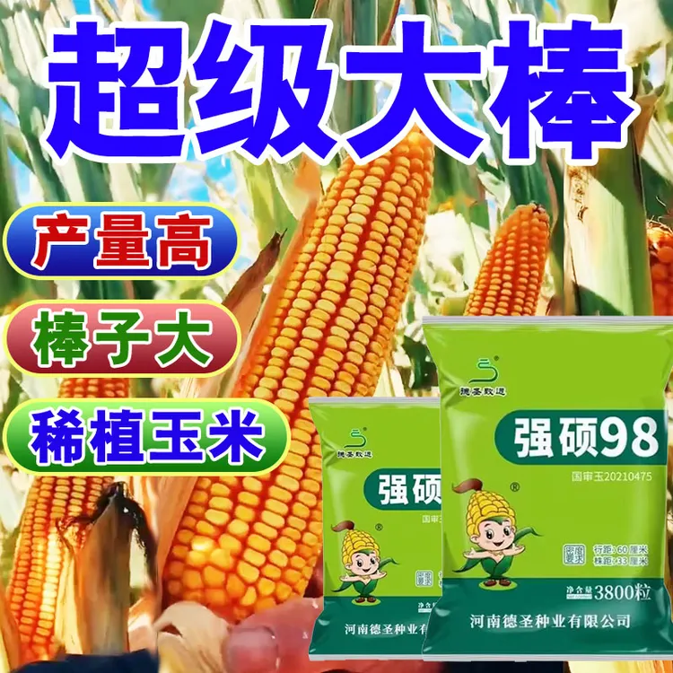 【强硕98】国审稀植高产量大棒品种抗倒玉米高产玉米品种种业