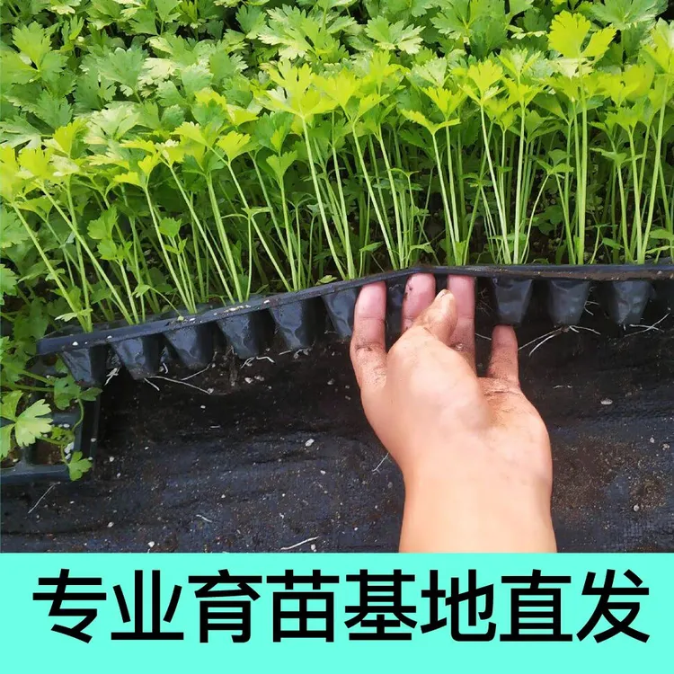 高产皇后大肉西芹香芹苗适合阳台庭院种植蔬菜