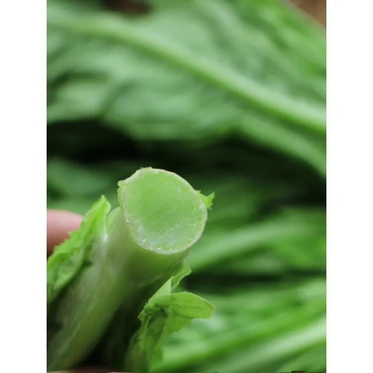 四川新鲜蔬菜莴笋尖刷火锅凤尾农民自产自销莴笋叶