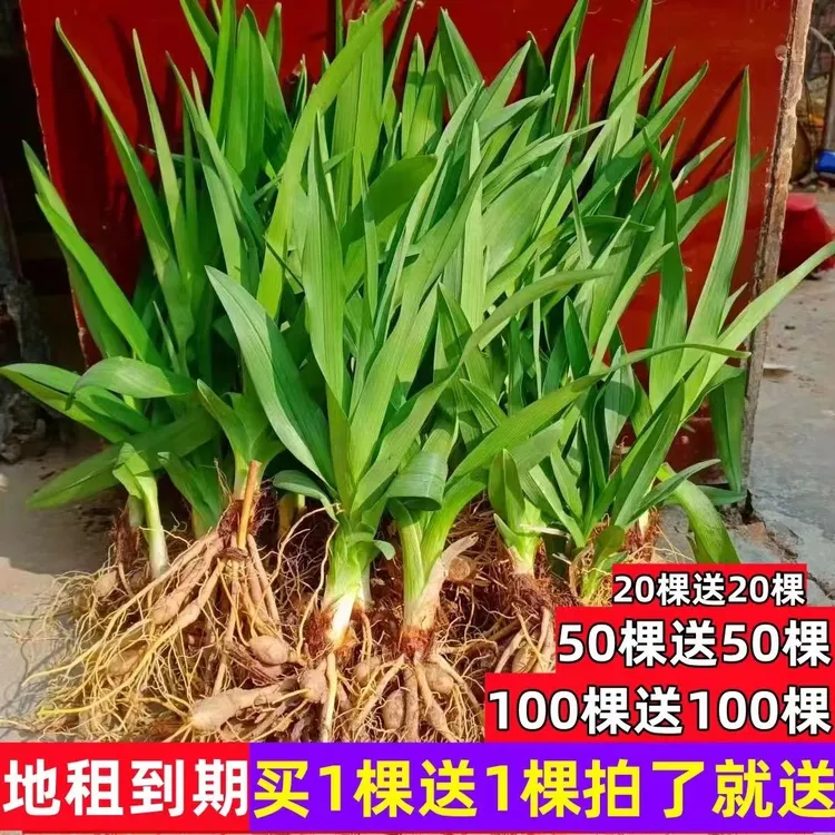 正宗优质食用黄花菜种苗根苗金针菜花多年生种苗现挖现发四季种植