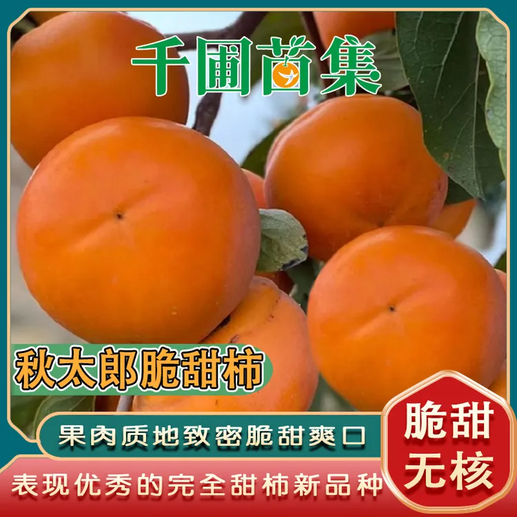 秋太郎脆甜柿苗/脆甜无核表现优秀的完全甜柿新品种/丰产好管理