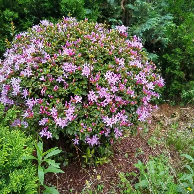 映山紫熟桩盆景亮毛杜鹃花盆栽庭院花卉一物一拍植物耐寒风景绿植