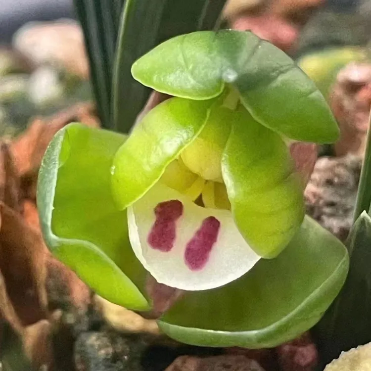 春兰老种大富贵浓香型兰花带花苞好养易活