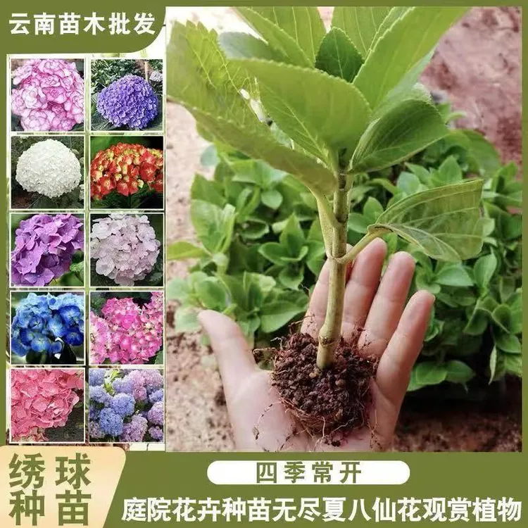 10颗大花绣球花苗耐冷耐热庭院室内易活好种花多季开花当年开云南