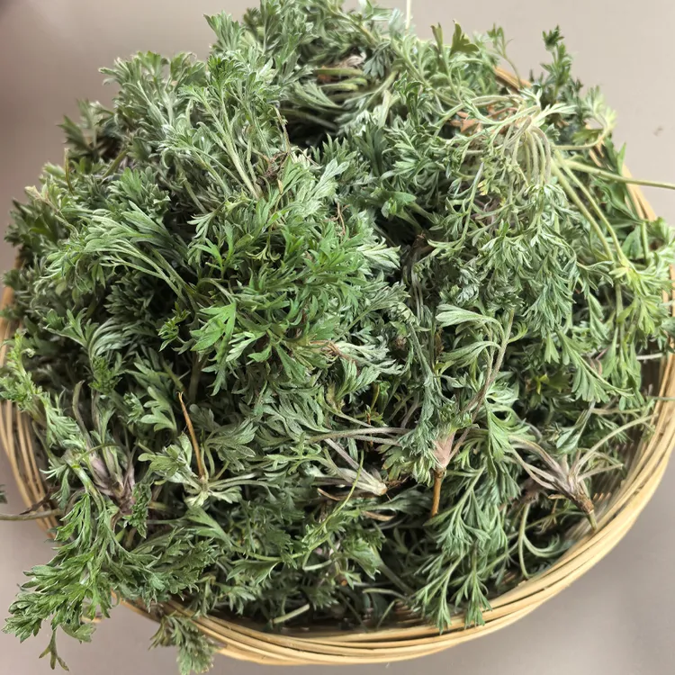 2025年头茬新鲜茵陈白蒿野菜纯野生茵陈