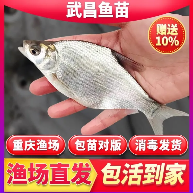 武昌鳊鱼三角鲂扁鱼鲳鱼团头鲂重庆本地特大号宠物观赏鱼批发