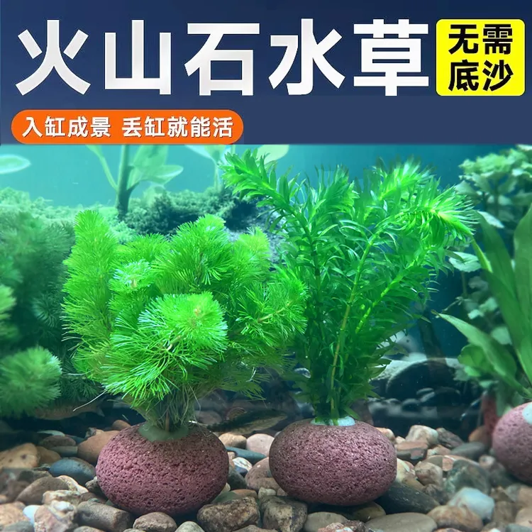 火山石水草植物鱼缸造景真草水培蜈蚣草水榕阴性绿菊净化水质套餐