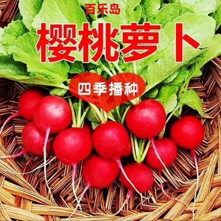四季樱桃萝卜红皮白肉脆甜多汁新鲜蔬菜阳台种