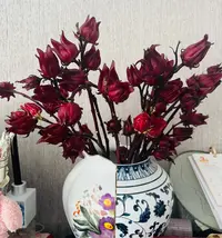【洛神花AK】洛神花一扎 | 一单包邮 单独发货
