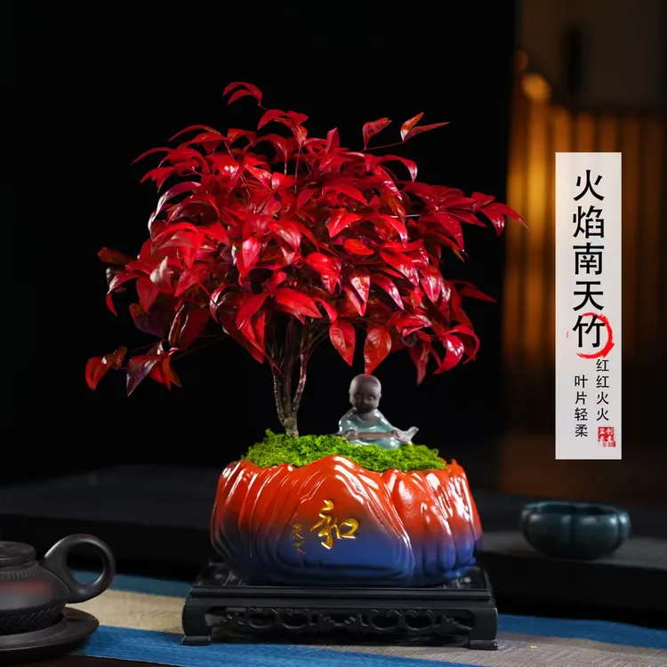 【越冷越红】大火焰南天竹客厅绿植桌面盆栽好养易活禅意创意盆景