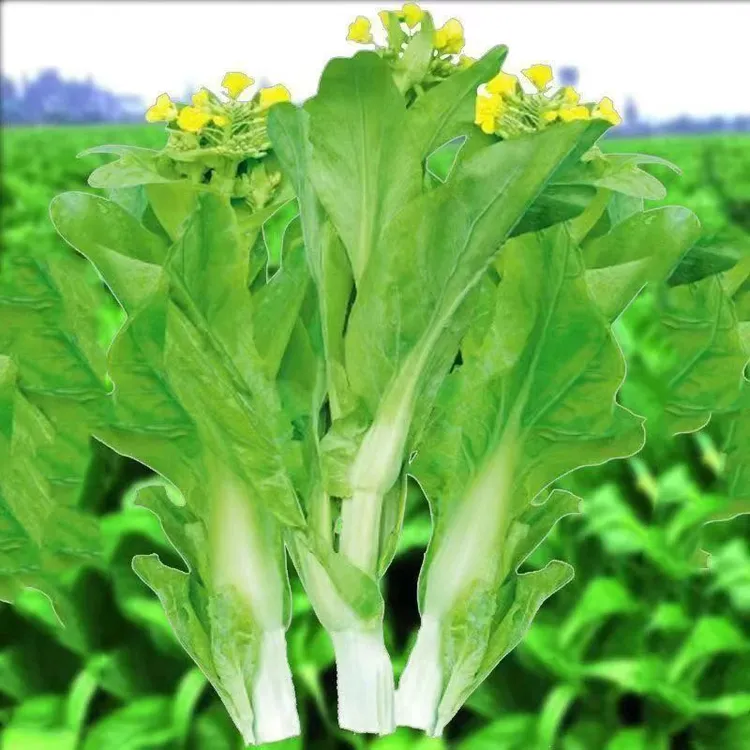 【下单就发3包】早熟白菜苔种子耐寒耐热菜苔籽多次采收菜心种子