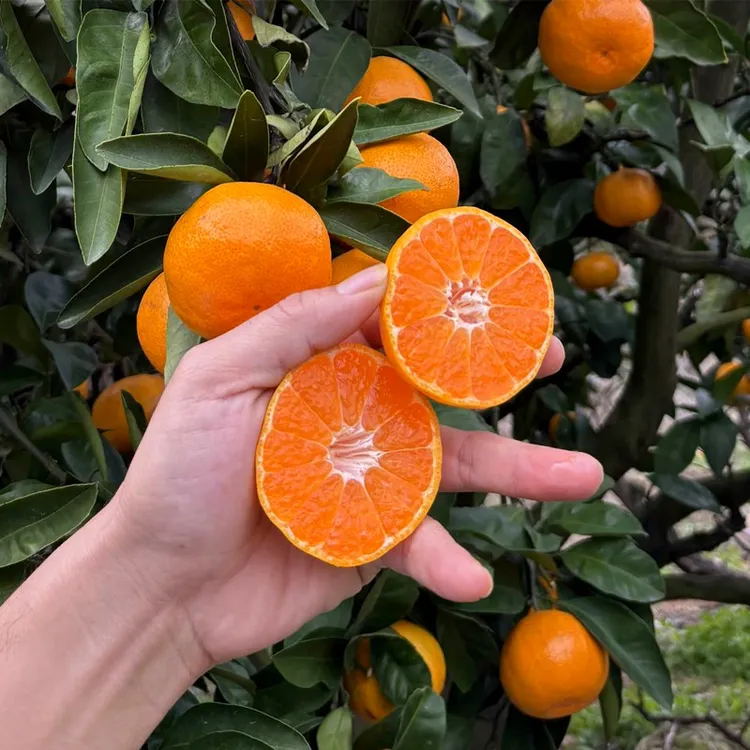 正宗临海涌泉蜜桔孕妇无打蜡新鲜水果当季无核薄皮橘子现摘现发