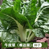 【满5包/包邮】春不老厚皮菜种子牛皮菜籽四季播耐寒易种蔬菜种子