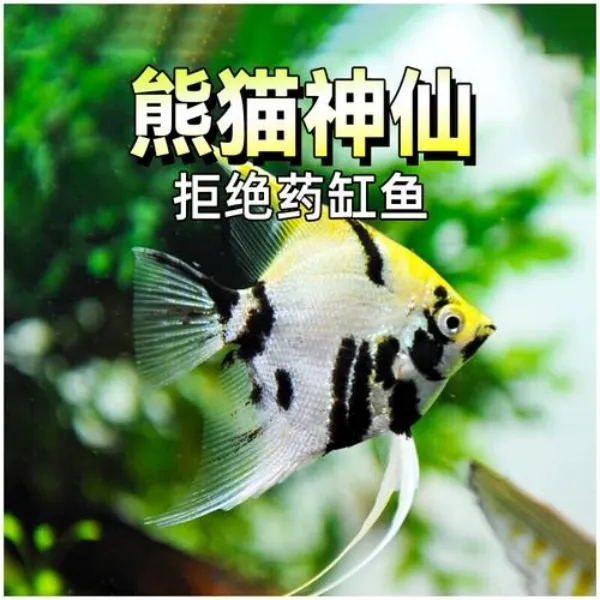 熊猫神仙燕鱼三色花仙子淡水热带观赏鱼新手好养