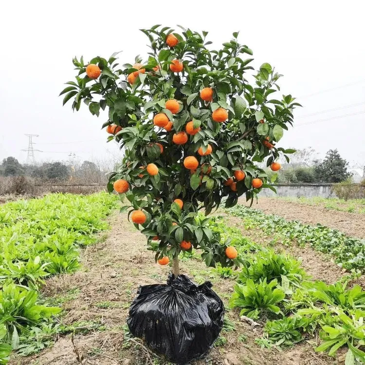 沙糖桔树苗地栽盆栽南方北方种植橘子树苗柑桔果树果苗嫁接砂糖橘