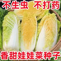 AA黄心娃娃菜小白菜种子娃娃菜种籽四季菜籽大蔬菜种孑