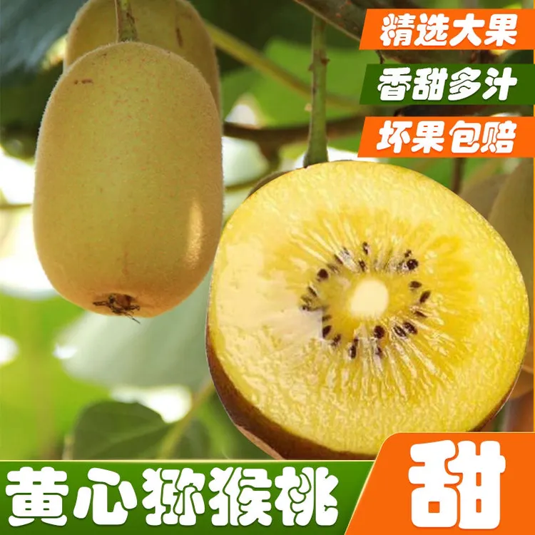 【新疆包邮】黄心猕猴桃新鲜水果大果正宗奇异果应当季孕妇黄金果