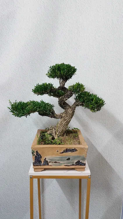 广东皱皮雀舌黄杨日式矮霸盆景室内外可摆放四季常青绿植盆栽