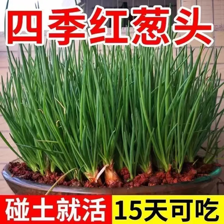 小香葱头红葱头水培小香葱蔬菜四季庭院阳台花盆盆栽干葱头香葱