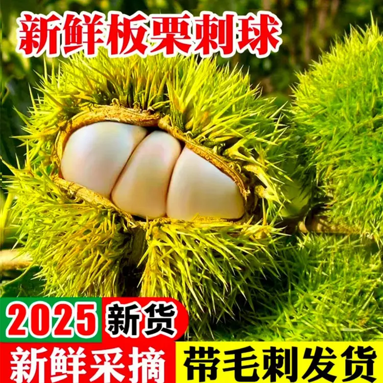 【大别山北纬31度】商城县2025年头茬新鲜板栗生板栗刺球净重5斤