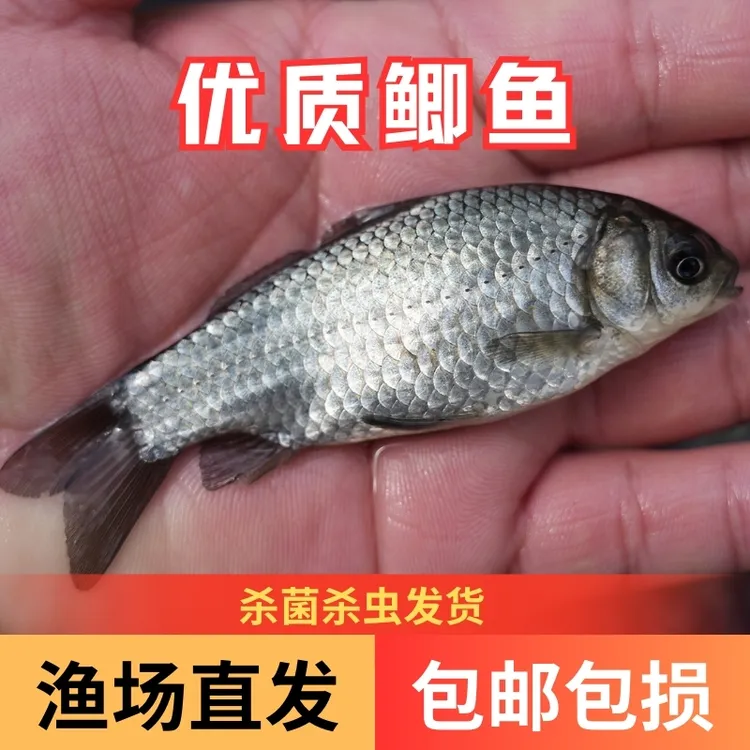 【活体】优质鲫鱼中科5号鲫鱼高背鲫观赏鱼淡水鱼超萌宠物渔场直发