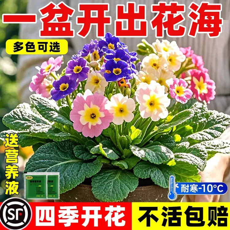 报春花盆栽带花苞迎春重瓣小苗耐寒冬季室内外四季花卉年宵花植物