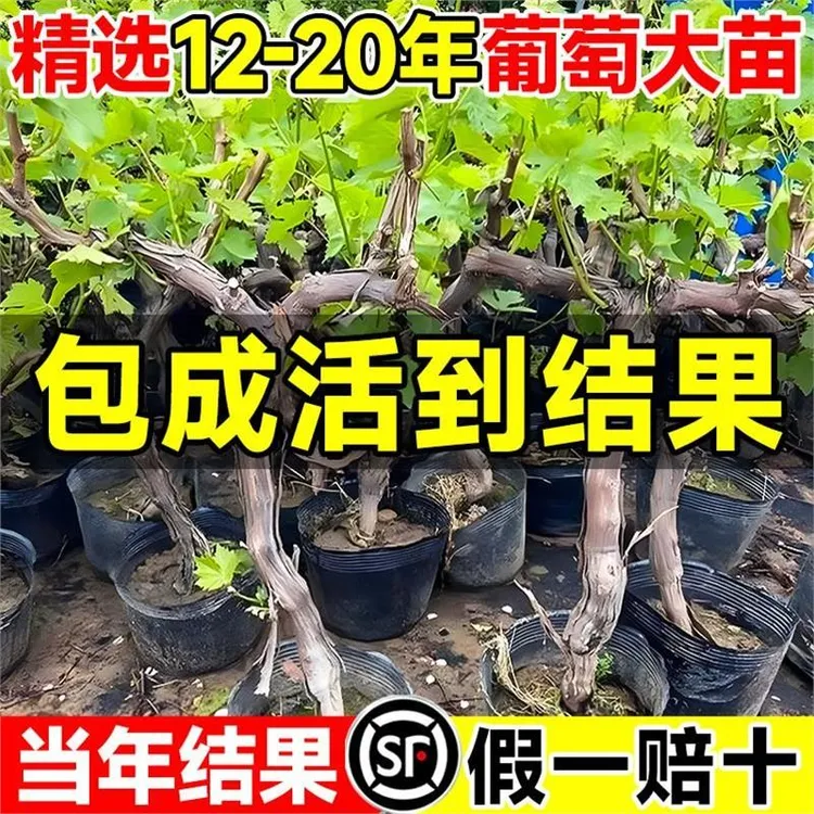 庭院特大巨峰葡萄树苖阳光玫瑰盆栽南方北方种植地栽爬藤葡萄树苗