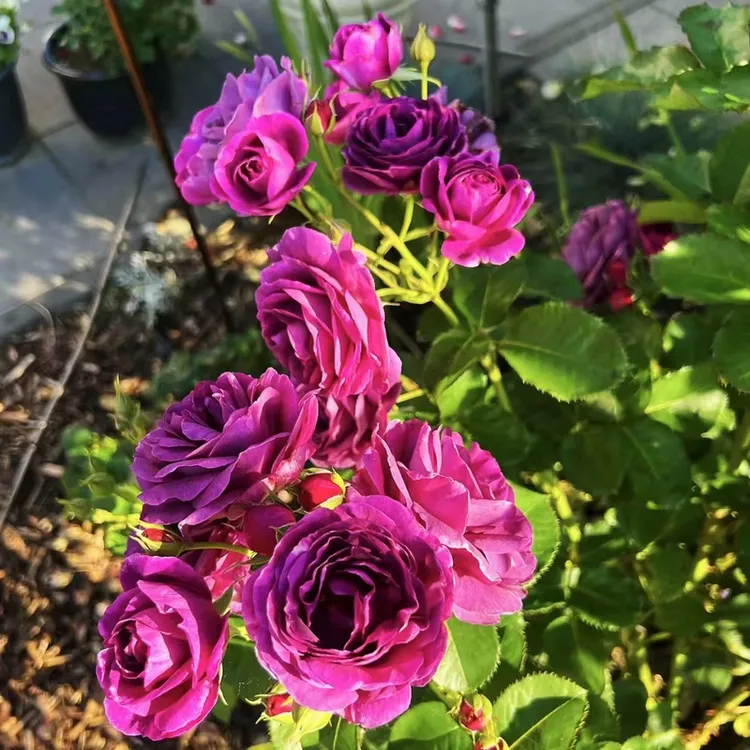 比利时藤本花园月季花苗庭院爬藤花卉大花蔷薇