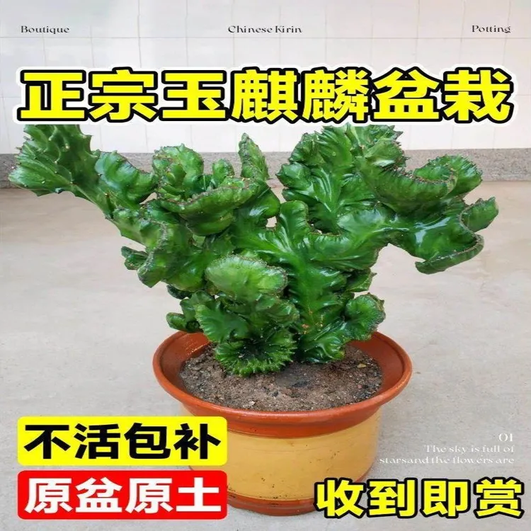 玉麒麟盆栽带盆带根室内客厅办公桌面招财摆件花卉红麒麟多肉植物