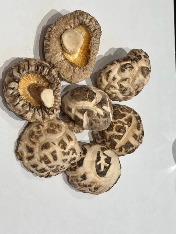 精选香菇和类花菇 香滑爽口椴木花鼓菇