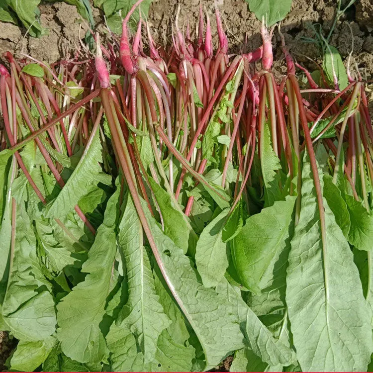 农家新鲜红白萝卜菜苗叶当季时令青蔬菜萝卜缨子