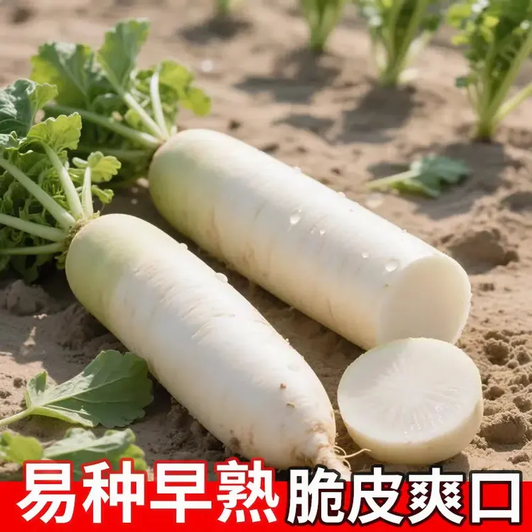 【耐热白萝卜种子】抗热早熟白萝卜种子耐热耐旱萝卜籽春播夏播萝卜商品图