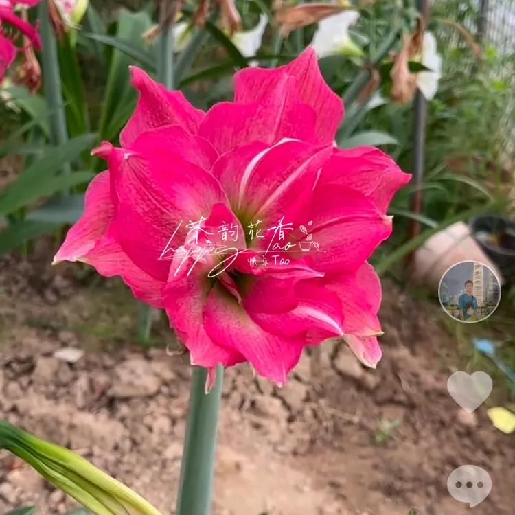 杂交精品朱顶红 ，小花玫紫色重瓣，切球苗一厘米左右一颗