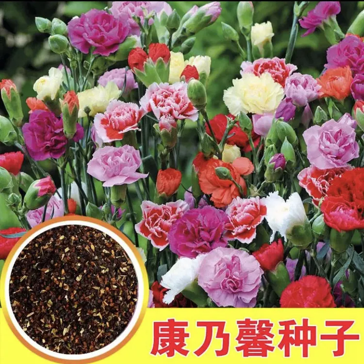 新疆包邮重瓣康乃馨花种子四季开花耐寒绿植花卉种籽