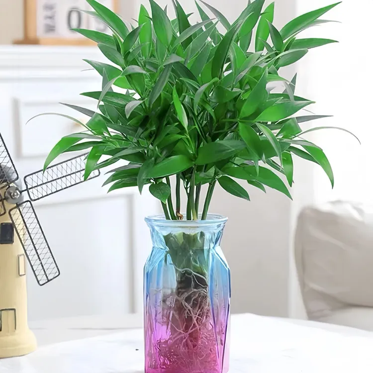 驱蚊竹柏盆栽驱蚊草水培绿植物富贵竹柏花卉四季常青水养土培室内