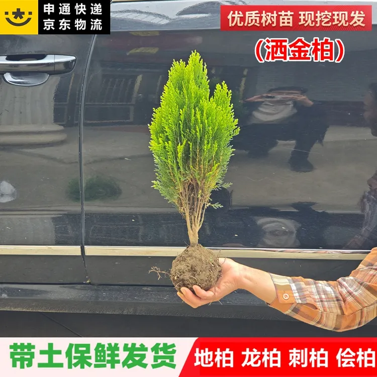 洒金柏树苗松柏苗木盆栽地栽花卉庭院绿化植物黄金柏原生香松扁柏